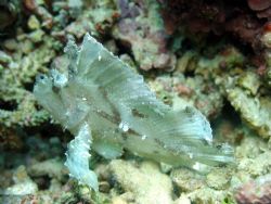 Leaf Scorpionfish taken at Sipadan Island, East Malaysia by Dennis Siau 